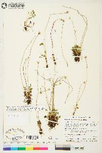 Parnassia kotzebuei image