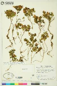 Vaccinium vitis-idaea image