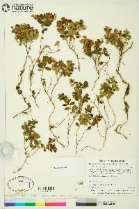 Vaccinium vitis-idaea image