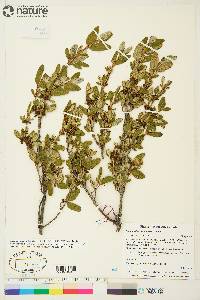 Shepherdia canadensis image