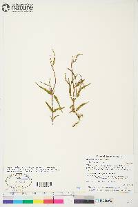 Epilobium davuricum image