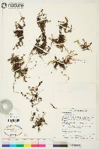 Saxifraga aizoides image