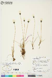 Eriophorum callitrix image