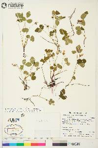 Rubus arcticus subsp. acaulis image