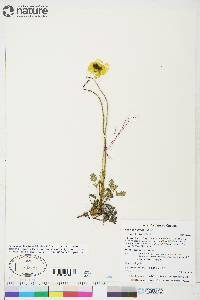 Papaver hultenii image