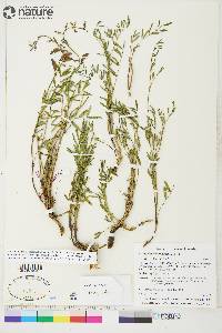 Astragalus australis image