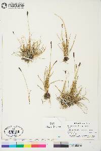 Carex scirpoidea subsp. scirpoidea image