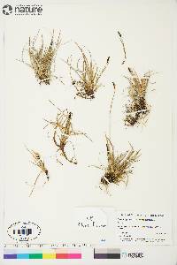 Carex scirpoidea image