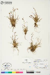 Carex capillaris image