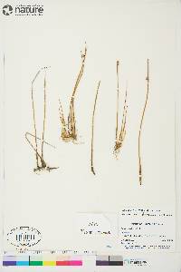 Juncus arcticus image