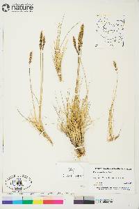 Deschampsia brevifolia image