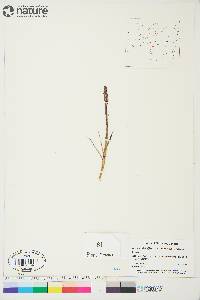 Arctagrostis latifolia subsp. latifolia image