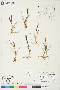 Arctagrostis latifolia subsp. latifolia image