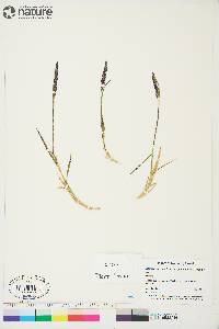 Calamagrostis stricta image