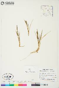 Arctagrostis latifolia subsp. latifolia image