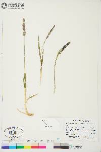 Arctagrostis latifolia image