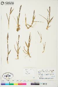 Arctagrostis latifolia subsp. latifolia image