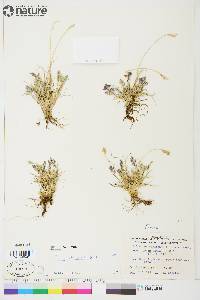 Poa abbreviata image