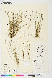 Poa glauca image