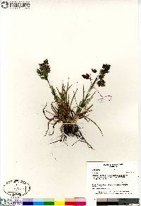 Poa alpina image