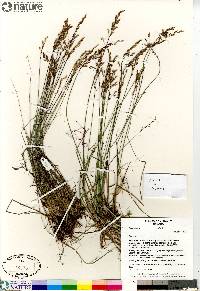 Poa glauca image