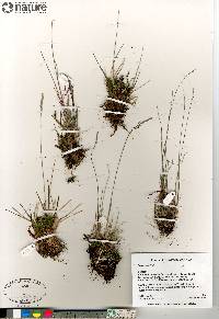 Poa glauca image