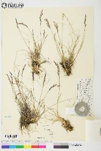 Poa glauca subsp. glauca image