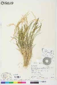 Poa glauca subsp. glauca image