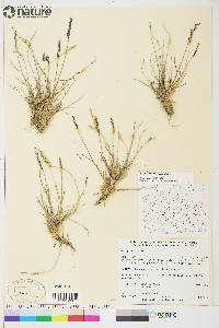 Poa glauca image