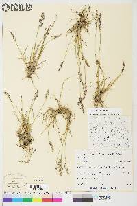 Poa glauca subsp. glauca image