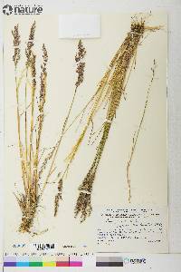 Poa glauca image