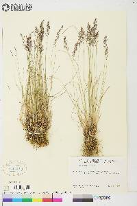 Poa glauca image