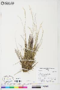 Poa glauca image