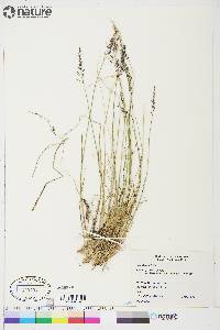 Poa glauca image