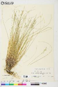 Poa glauca image