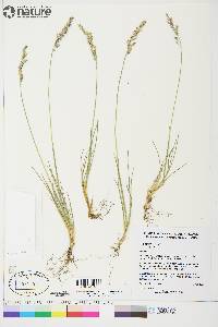 Poa hartzii image