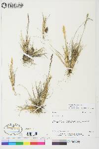 Poa hartzii image