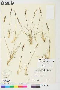 Poa hartzii image