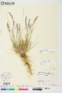 Poa hartzii image