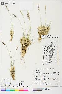 Poa hartzii image