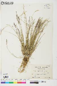 Poa glauca image