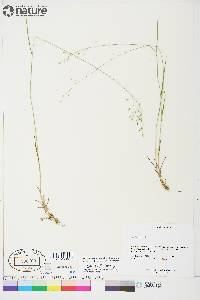 Poa nemoralis image