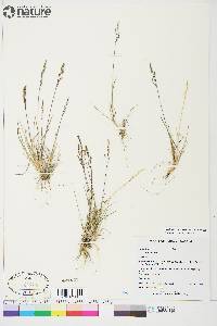 Poa hartzii image