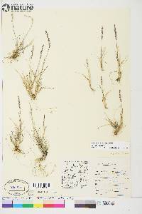 Poa hartzii image