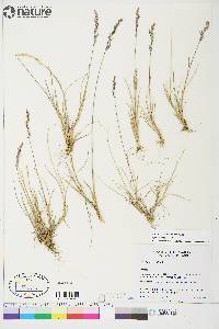 Poa hartzii image