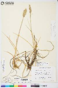 Leymus mollis subsp. villosissimus image