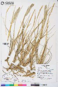 Leymus mollis subsp. villosissimus image