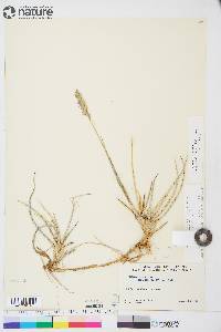 Leymus mollis subsp. villosissimus image