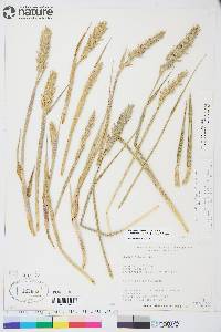 Leymus mollis subsp. villosissimus image