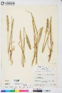 Leymus mollis subsp. villosissimus image